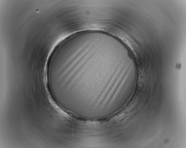 X0000098181080200805081019