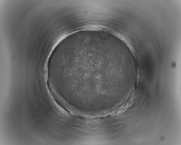 X0000098181083200805081019