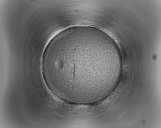 X0000098181085200805081019