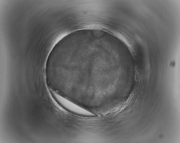 X0000098181087200805081019