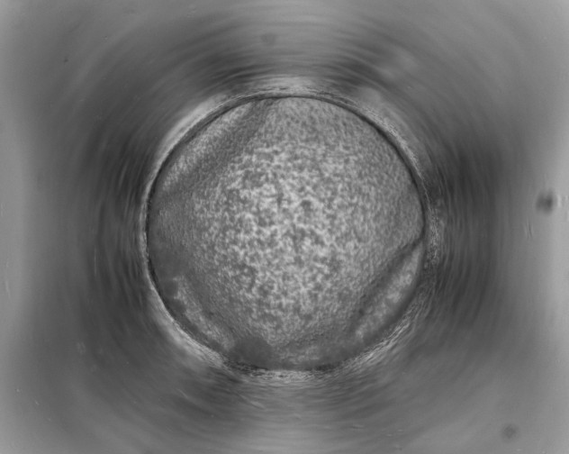 X0000098181090200805081019