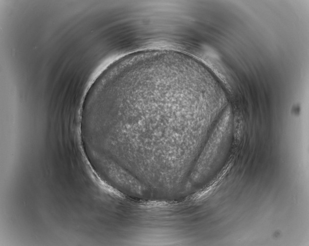 X0000098181094200805081019