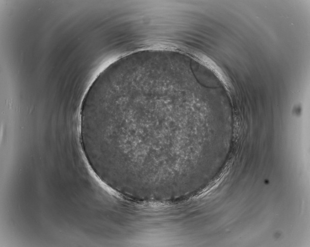 X0000098181095200805081019