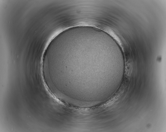 X0000098181096200805081019