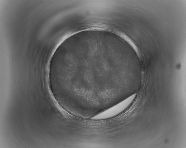 X0000098181099200805081018