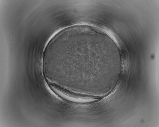 X0000098181100200805081018