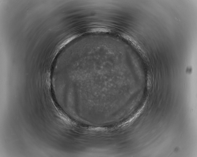 X0000098181113200805081018