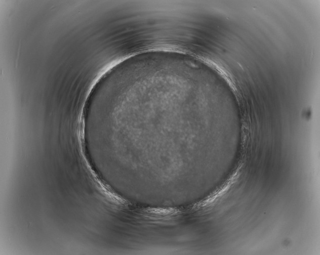 X0000098181125200805081018