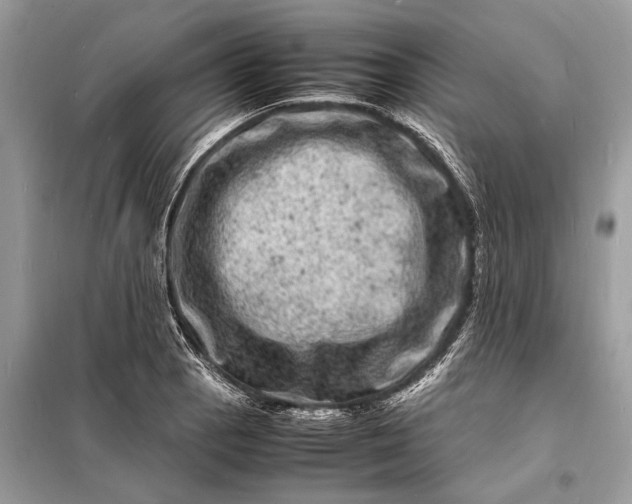 X0000098181129200805081018