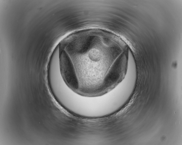 X0000098181134200805081018