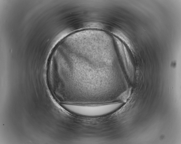 X0000098181135200805081018