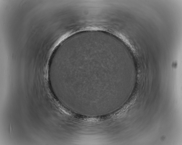 X0000098181173200805081017