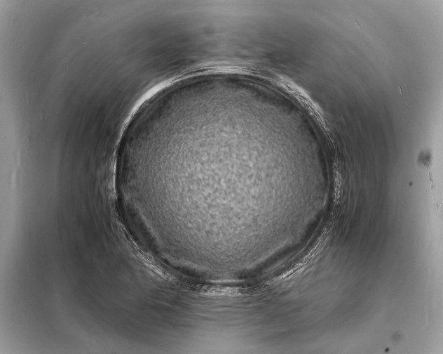 X0000098181174200805081017