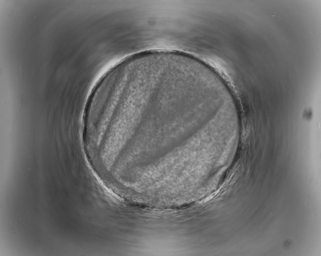 X0000098181183200805081017