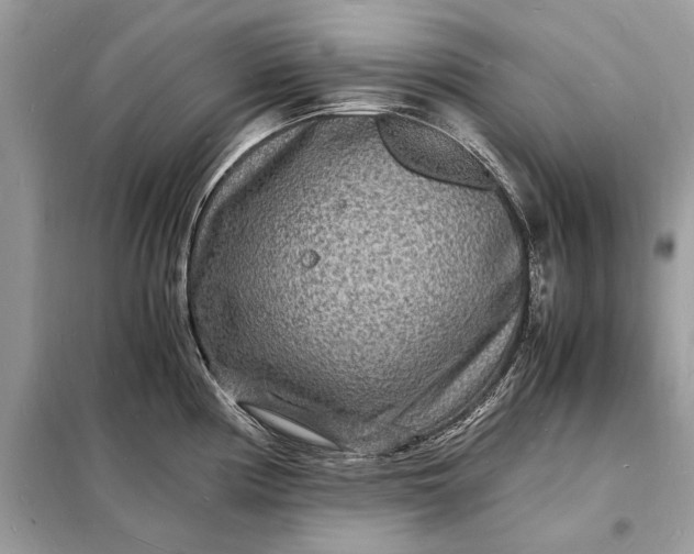 X0000098181194200805081017