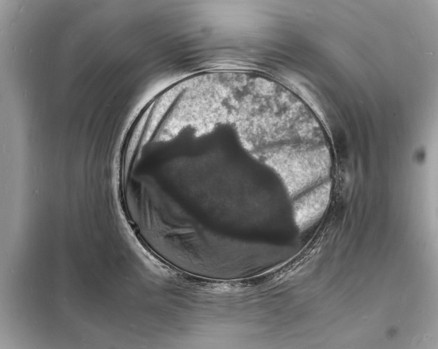 X0000098181195200805081017