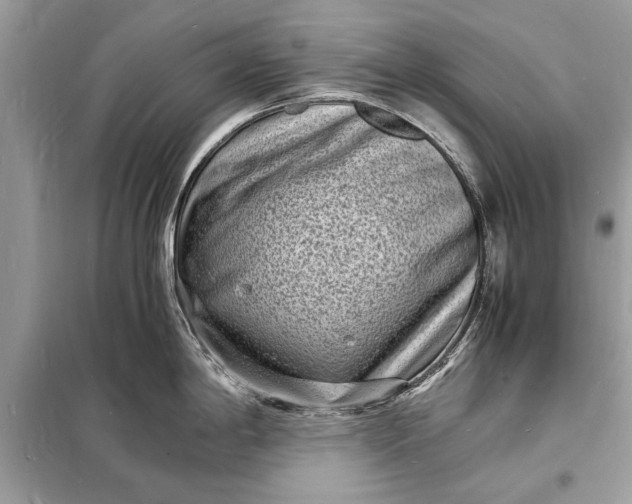 X0000098181198200805081017