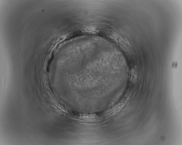 X0000098181201200805081016