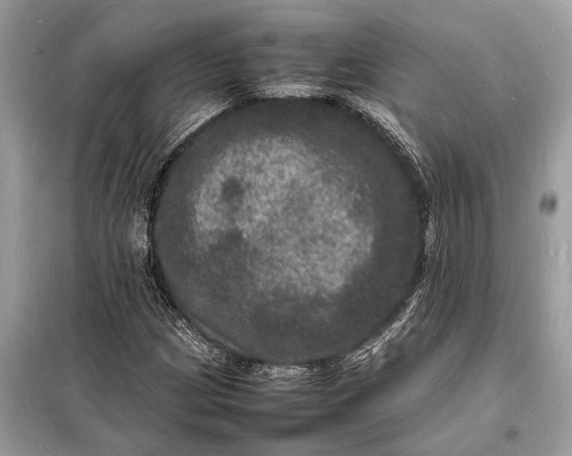 X0000098181209200805081016