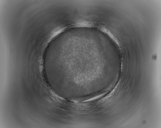 X0000098181213200805081016