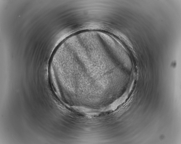 X0000098181226200805081017