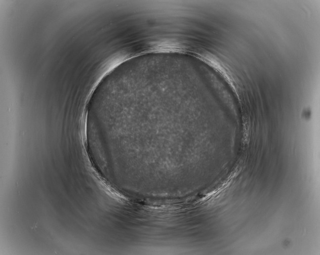 X0000098181227200805081017