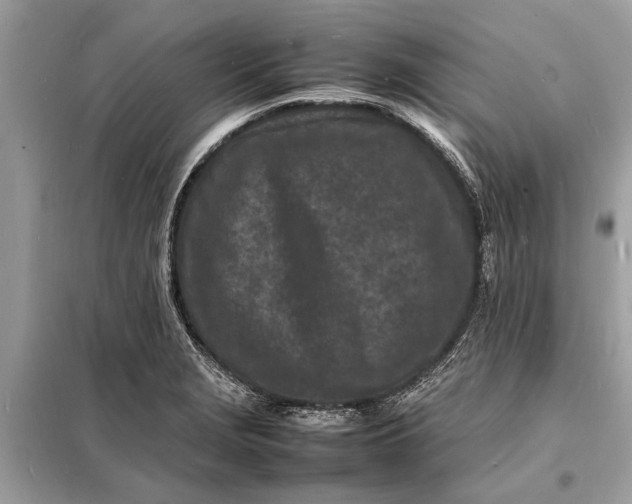 X0000098181229200805081017