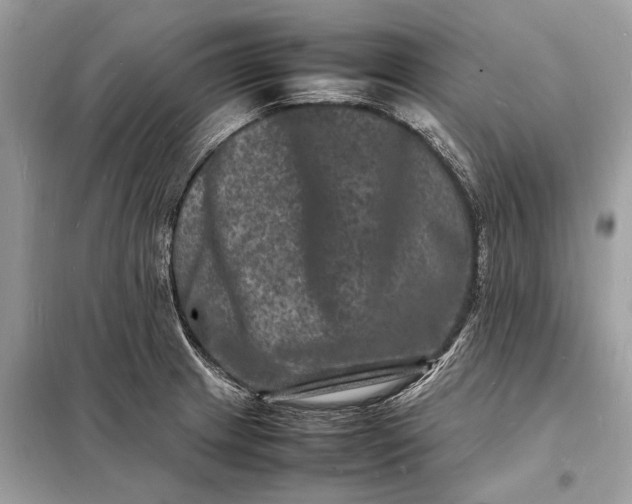 X0000098181233200805081017