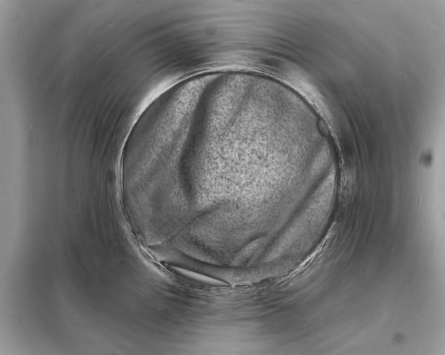 X0000098181242200805081017