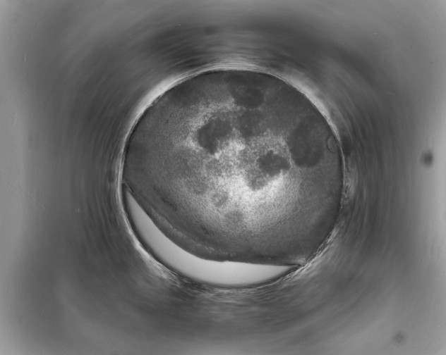 X0000098181245200805081017