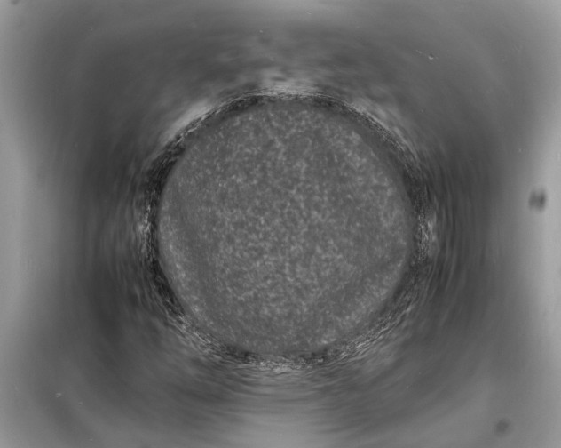 X0000098181254200805081016