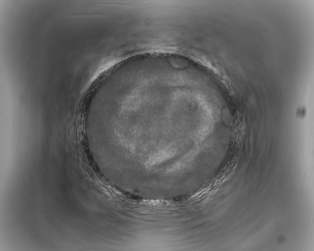 X0000098181255200805081016