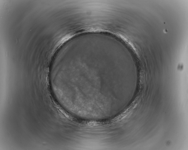 X0000098181265200805081016