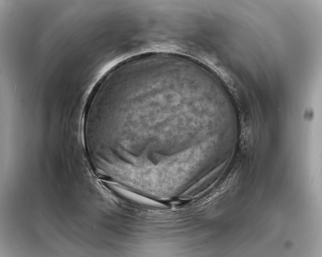 X0000098181272200805081016