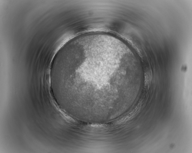 X0000098181274200805081016