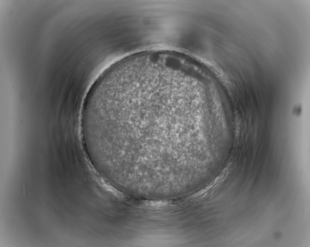 X0000098181278200805081016