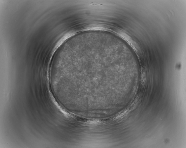 X0000098181282200805081016