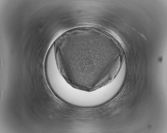 X0000098181283200805081016