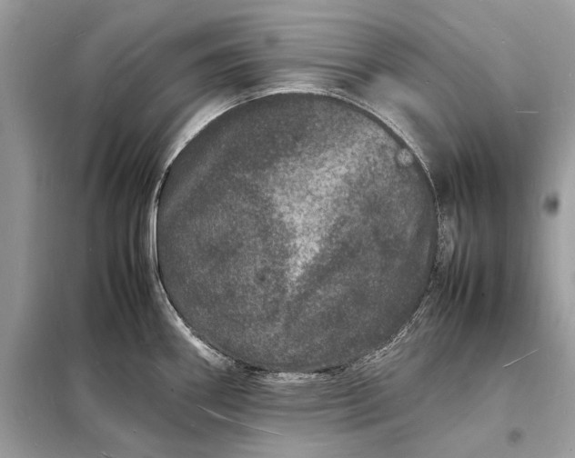 X0000098181290200805081016