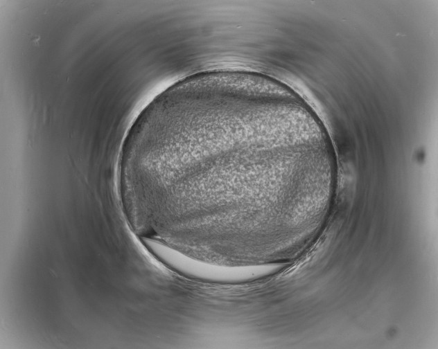 X0000098181293200805081016