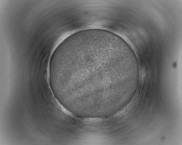 X0000098181294200805081016