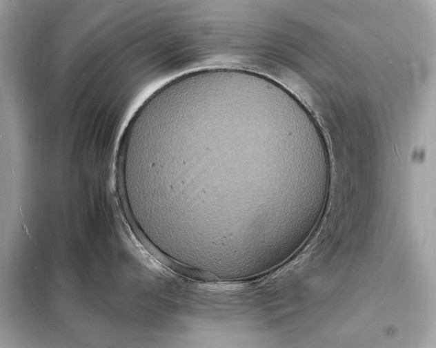 X0000098181296200805081016