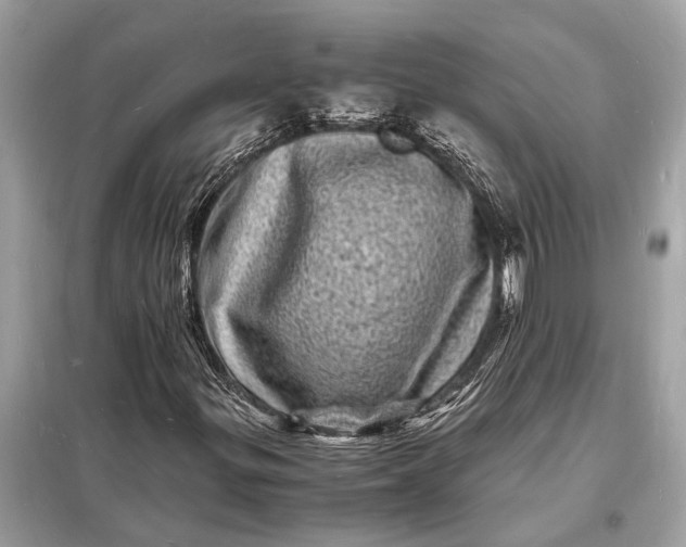 X0000098181299200805081015