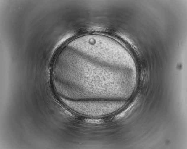 X0000098181309200805081015