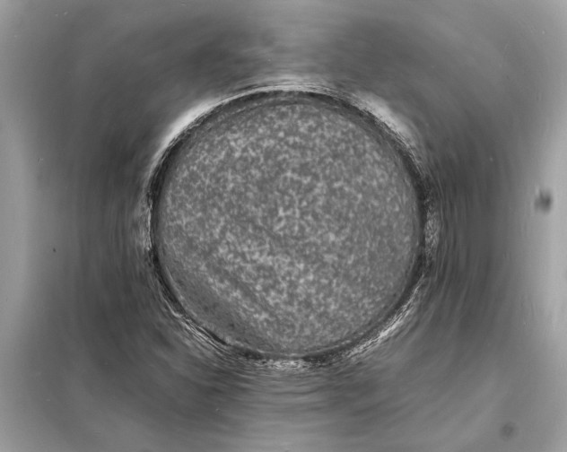 X0000098181310200805081015