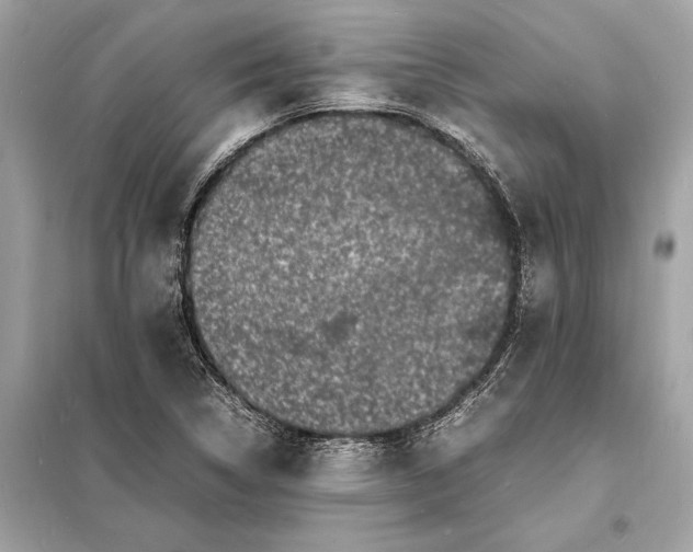 X0000098181314200805081015