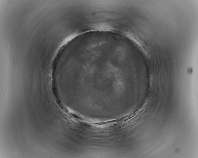 X0000098181315200805081015