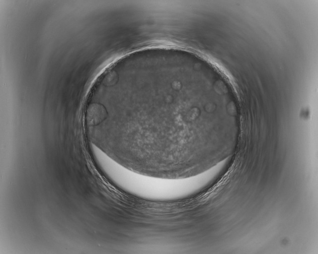 X0000098181318200805081015