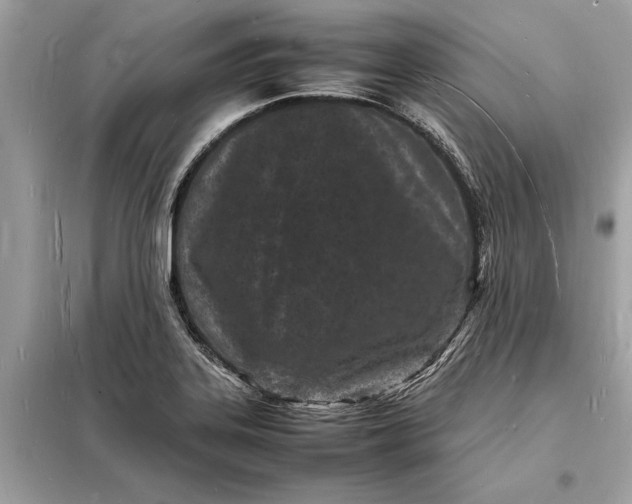 X0000098181323200805081015