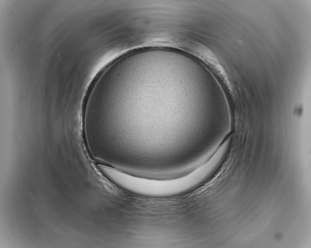 X0000098181328200805081015